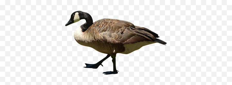 Goose Walking Transparent U0026 Png Clipart Free Download - Ywd Goose Render,Goose Transparent