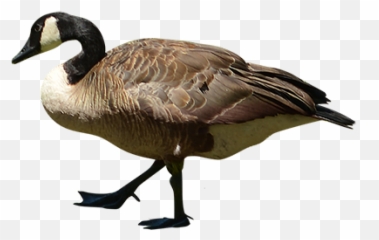 Goose Walking Transparent U0026 Png Clipart Free Download - Ywd Goose Render,Goose Transparent
