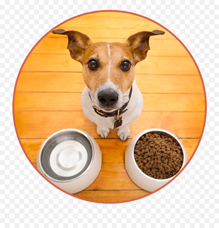 Dog Bowl Must Haves For Dogs - Dog Stuff Dog Stuff For Dog Dog Hungry Png,Dog Bowl Png