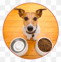 Dog Bowl Must Haves For Dogs - Stuff Hungry png