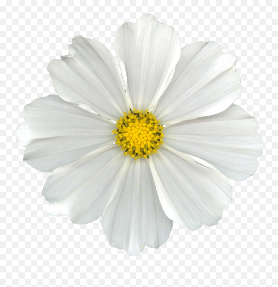 White Flower Png - White Flower Png No Background,Flower Png