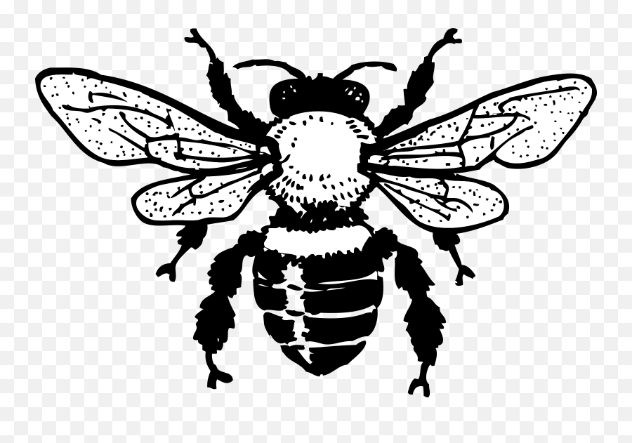 2000 Free Honey Bee U0026 Images - Pixabay Black And White Bee Clipart Png,Bees Png