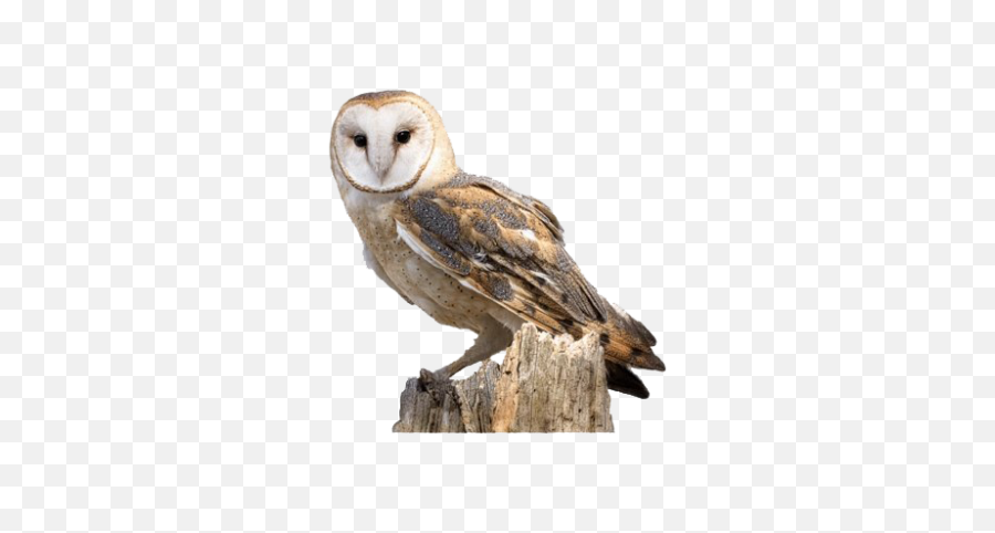 Owl Png - Tawny Owl Transparent Background,Owl Transparent