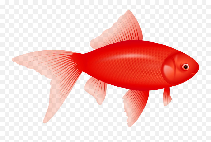 Download Red Fish Png - Red Fish Png,Fish Png Transparent