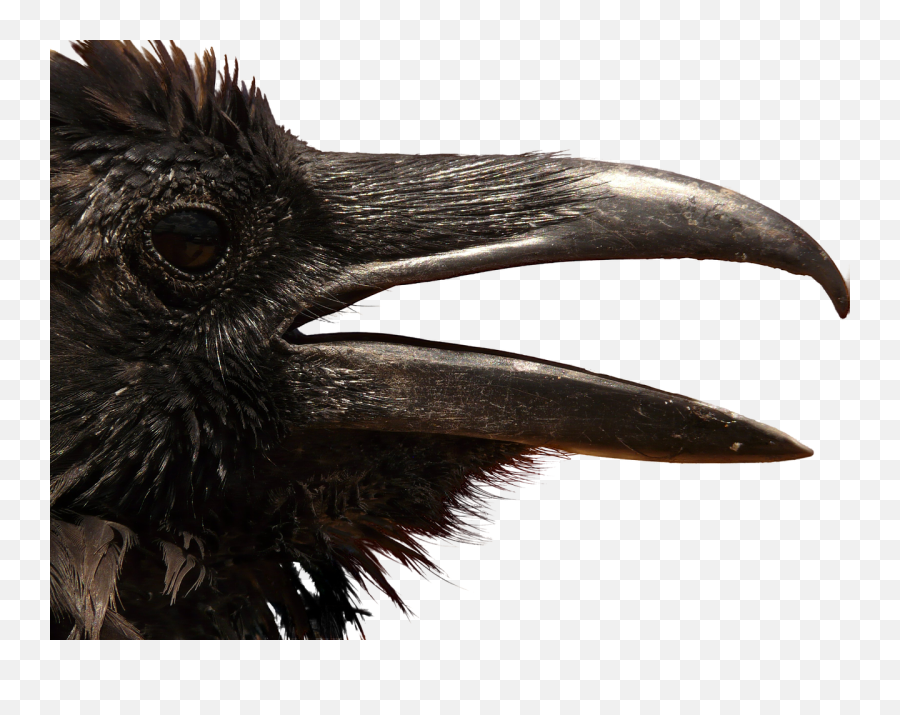 Raven Transparent Png Image Free Clipart Vectors Psd - Crow Head Png,Crow Transparent