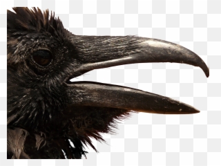 Raven Transparent Png Image Free Clipart Vectors Psd - Crow Head Png,Crow Transparent