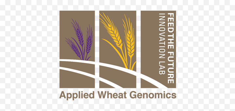 Future Innovation Lab For Applied Wheat - Poster Png,Wheat Logo