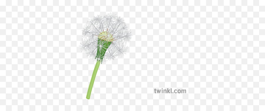 Dandelion Illustration - Twinkl Pond Pine Png,Dandelion Png