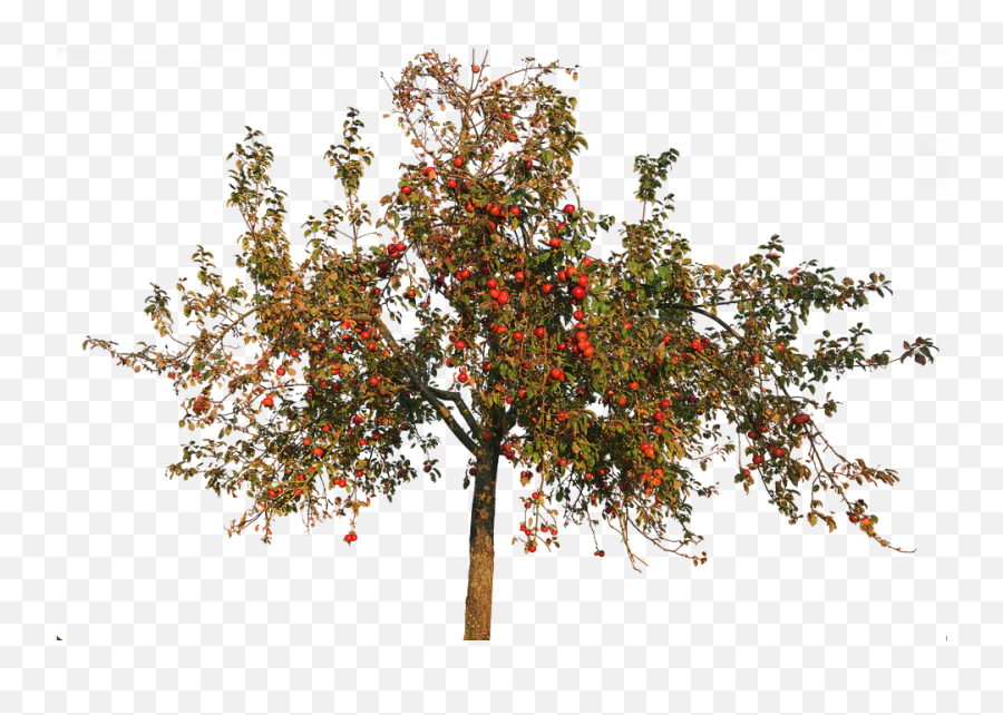 Apple Leaves Autumn Fruit - Apple Tree Transparent Background Png,Fruit Tree Png