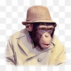 Lancelot Link Secret Chimp Monkeys Funny Monkey - Lance Link Private Detective Png,Chimp Png