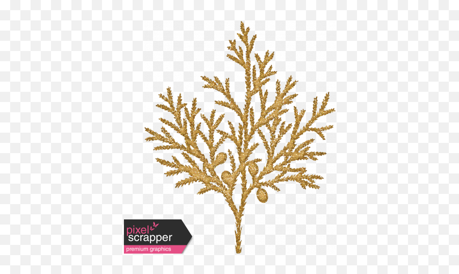 Sunshine And Snow Golden Juniper Fir Branch - Cypress Family Illustration Png,Cypress Tree Png