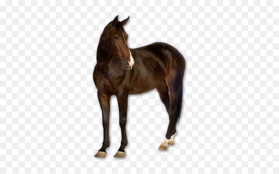 Horse Png Image With Transparent Background Horses - Essential Oils For Skunk Smell,Horses Png