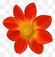 Download Dahlia Clipart Mexican - Phool Png Hd,Mexican Flowers Png