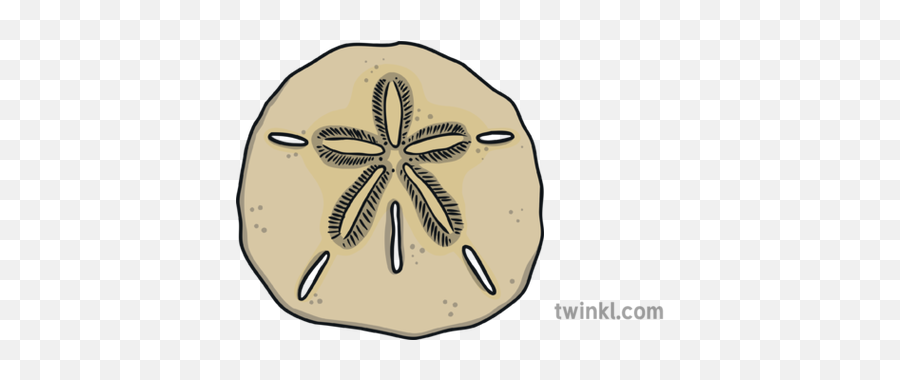 Sand Dollar Beach Shell Ks1 - Sand Dollar Png,Sand Dollar Png