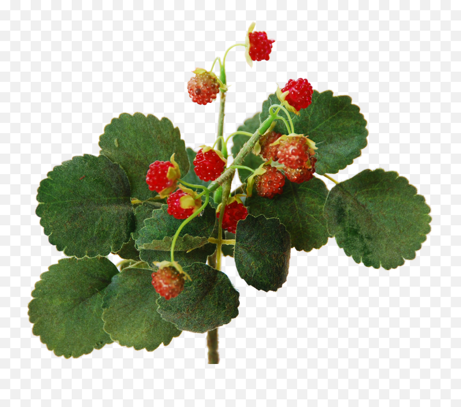 Wild Raspberry Bush 29 Cm Flowerdutchess - Frutti Di Bosco Raspberry Bush Png,Flower Bush Png