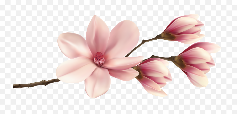 Spring Magnolia Branch Png Clip Art Image - Pink Magnolia Magnolia Pink Flowers Png,Spring Flowers Png