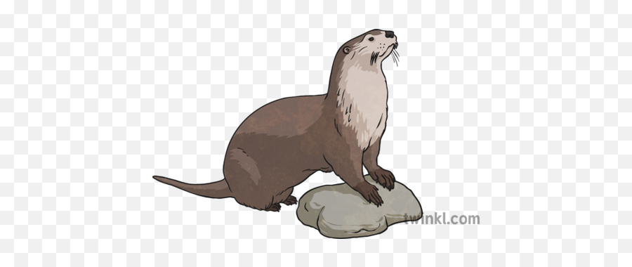 Japanese River Otter Illustration - North American River Otter Png,Otter Png