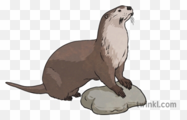 Japanese River Otter Illustration - North American River Otter Png,Otter Png