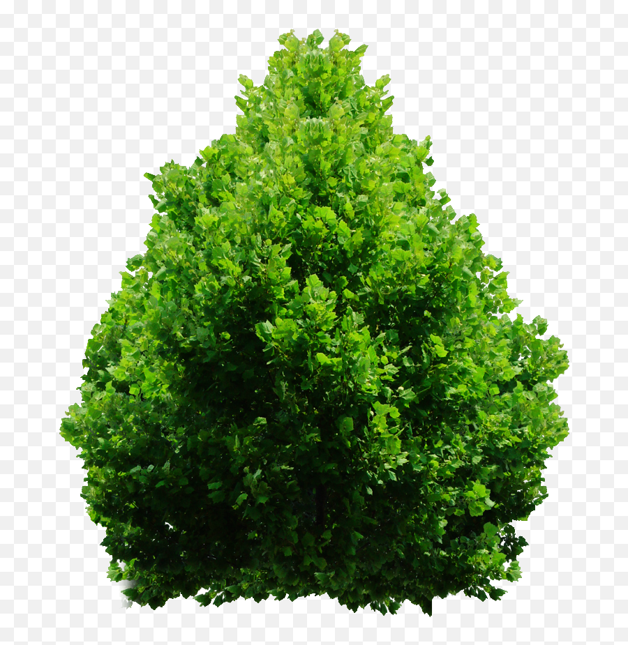 Download Hd Tree Bush Png - Shrubs Png,Shrub Transparent Background