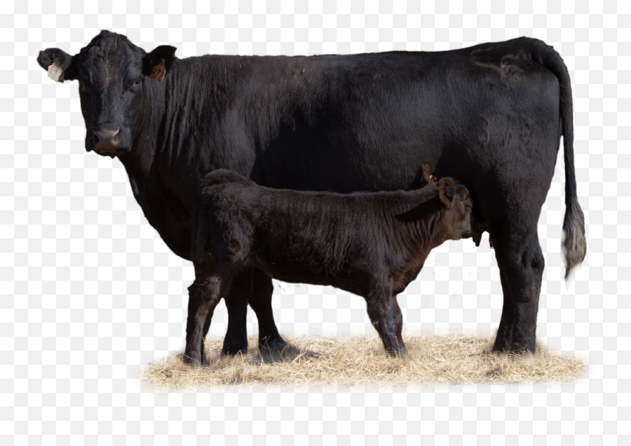 Cow With Her Calf In Pasture - Beef Cow Transparent Background Png,Cow Transparent