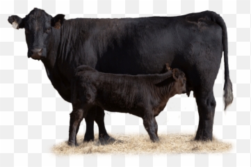 Cow With Her Calf In Pasture - Beef Transparent Background png