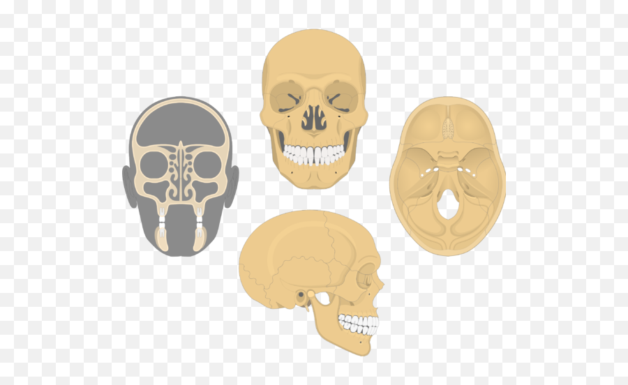 Frontal Bone Anatomy - All Views Of Skull Png,Skull And Bones Png