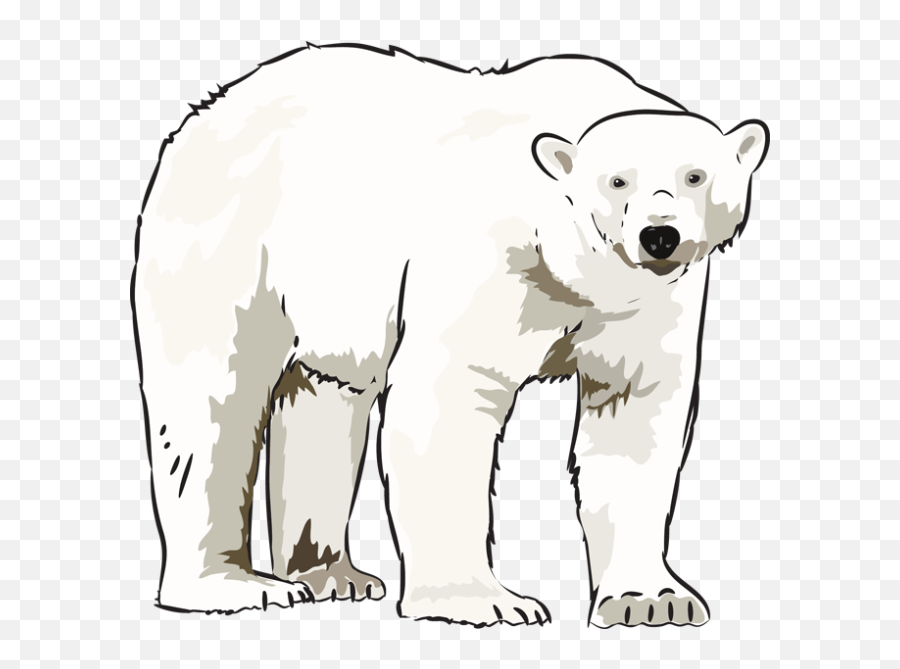 Habitat Drawing Polar Bear Transparent U0026 Png Clipart Free - Polar Bear Black And White,Polar Bear Png