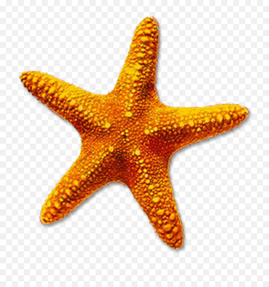 Png Transparent Starfish - Starfish Png,Starfish Transparent