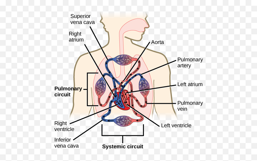 3 - Circulatory System Png,Blood Circulation Icon - free transparent png  images 