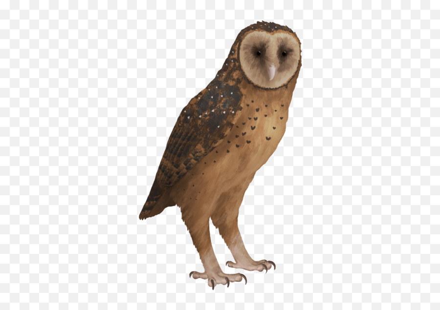 Tyto Pollens - Barn Owl Png,Barn Owl Icon
