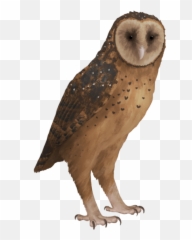 Tyto Pollens - Barn Owl png