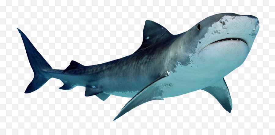 Clipart Face Shark Transparent - Shark Png Transparent,Shark Clipart Transparent Background
