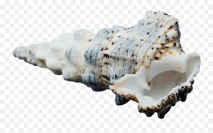 Ocean Sea Shell Png Transparent Image - Png Seashells,Sea Shell Png