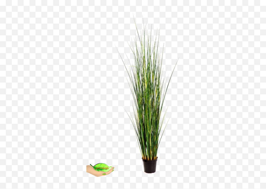 Bamboo Wild Grass 145cm - Sweet Grass Png,Wild Grass Png
