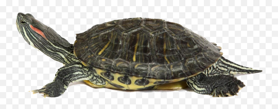 Turtle Png Picture 67723 - Web Icons Png Box Turtle Transparent,Turtle Icon Png