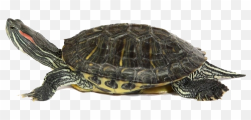 Turtle Png Picture 67723 - Web Icons Box Transparent