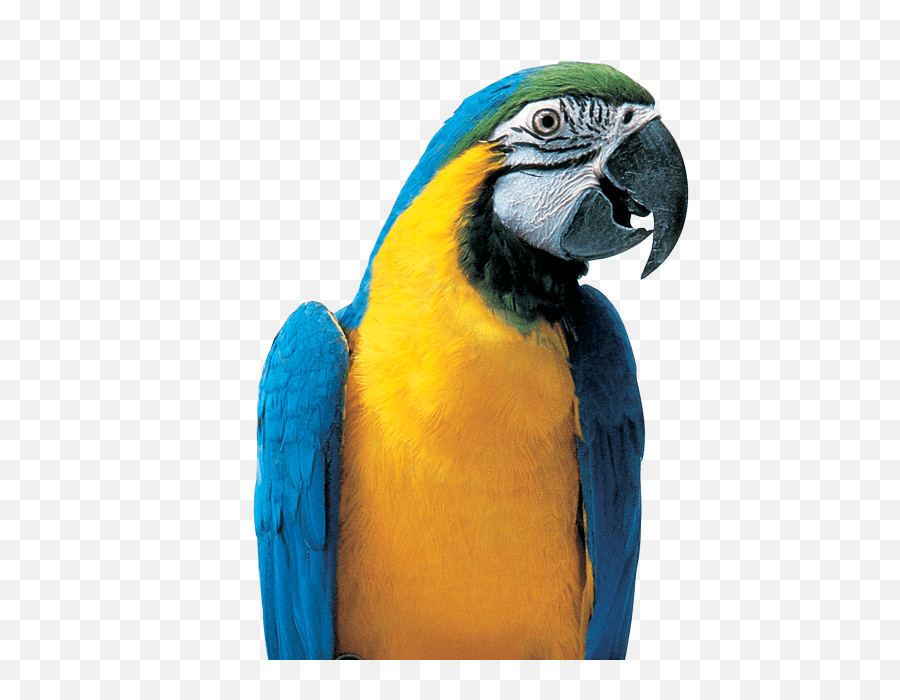 Download Hd Colorful Parrot Png Picture - Macaw Transparent Colorful Parrot Png,Parrot Png