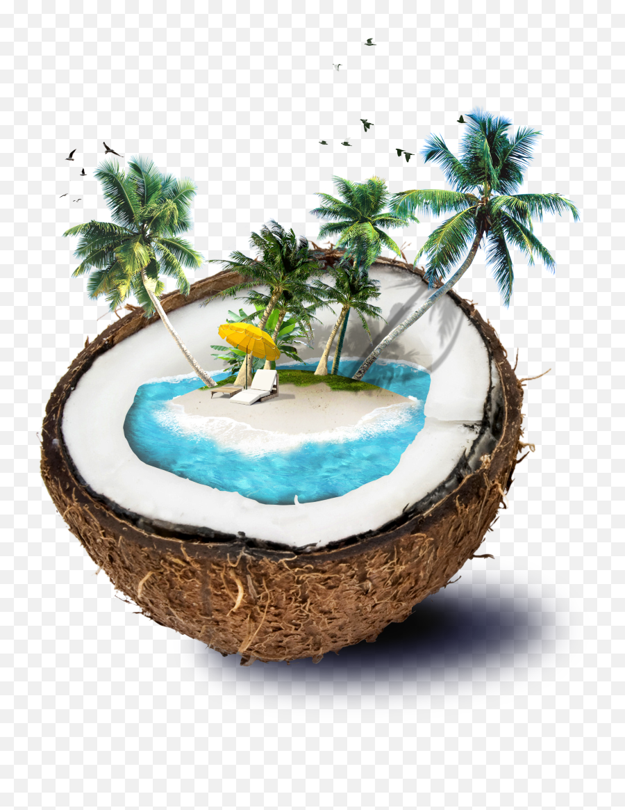 Free Png Coconut - Konfest Coconut Tree Psd Free Download,Coconut Png