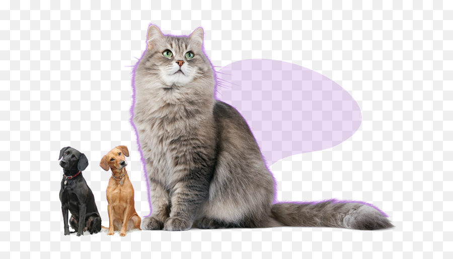Download Hd Dog Img Cat - Cat Free Transparent Background Png,Cute Cat Png
