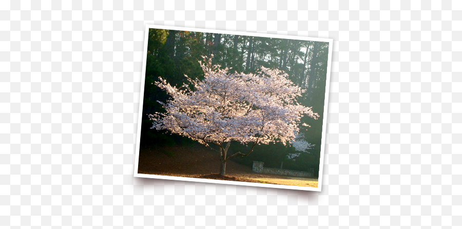 History Of Cherry Trees Operation 1000 Png Blossom Tree