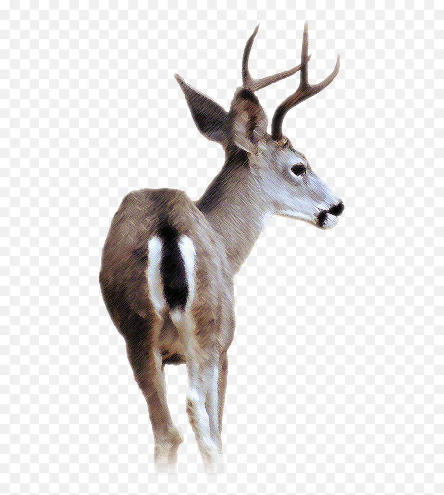 Blacktailed Deer - Black Tailed Deer Transparent Png,Deer Png