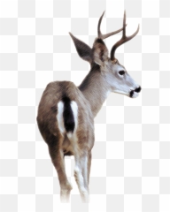 Blacktailed Deer - Tailed Transparent png
