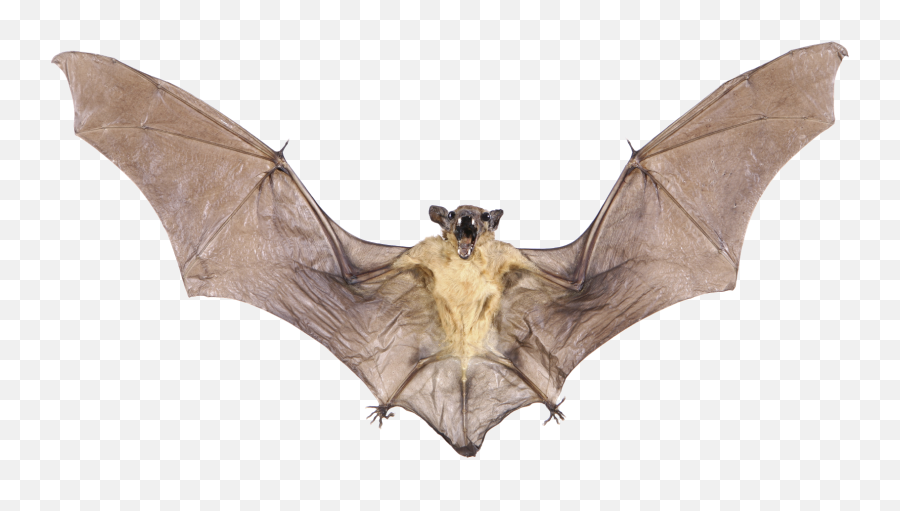 Png Image With Transparent Background - Bat Png,Bat Transparent Background