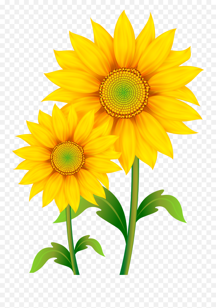 Library Of Png Black And White Sun With Clear - Sunflowers Clipart Png,Sun Clipart Transparent Background