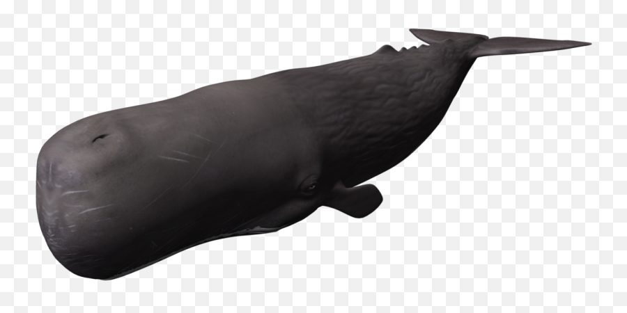 Whale Png Picture - Sperm Whale,Whale Transparent Background