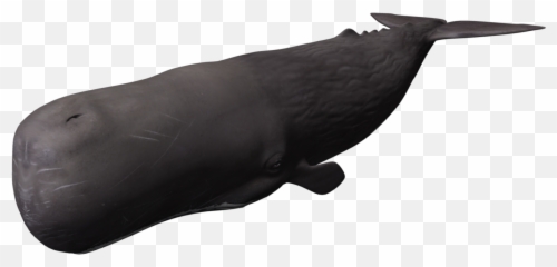 Whale Png Picture - Sperm