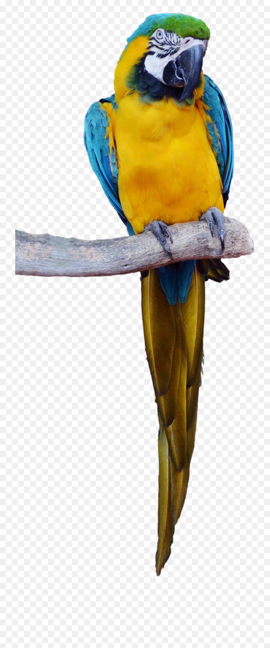 Download - Parrotpngtransparentimagestransparent Tropical Bird Png Transparent,Parakeet Png