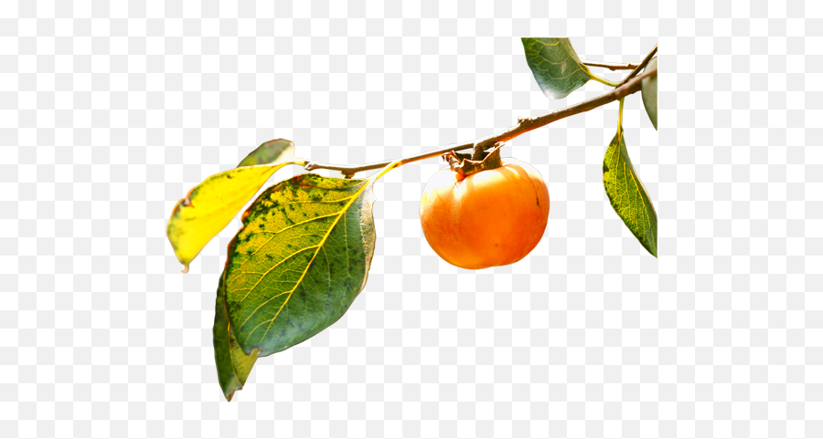 Persimmon Png - Persimmon Branch,Fruit Tree Png