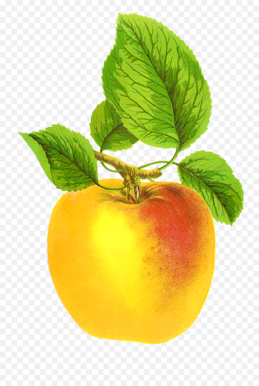 Fruit Images Vintage Clip Art Apple - Vintage Apple Png,Golden Apple Png