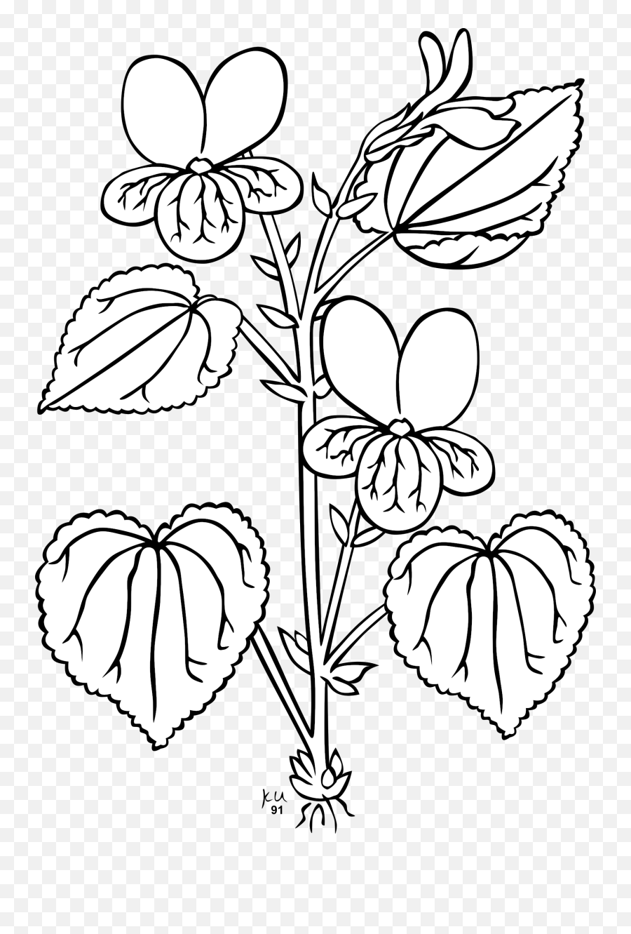 Download Free Png Ku Viola Glabella - Dlpngcom Plants Clip Art Black And White,Viola Png